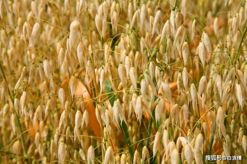 走進豐收的田野里