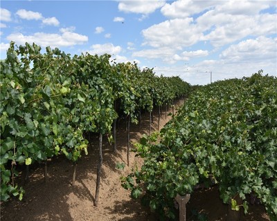 陽高縣尉家小堡&ldquo;北國明珠&rdquo;產業的喜和憂