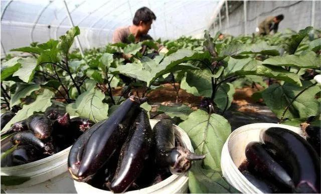 靠規(guī)模經(jīng)營的大田作物,比如糧食,油料,糖料等,效益不高的問題最為明顯