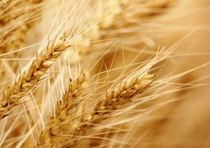 寒流對農產品價格影響有哪些